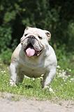 BULLDOG ANGLAIS 024